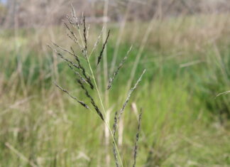 Help eradicate African Lovegrass