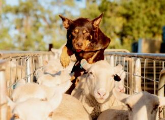 Padthaway WAB visit Muster Dogs home